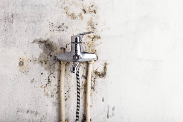 Best Toxic Mold Removal  in Pine Mountain Lake, CA