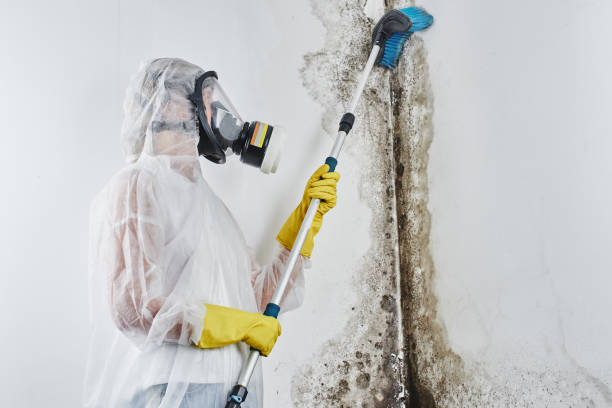 Best Certified Mold Removal  in Pine Mountain Lake, CA