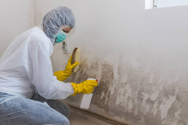Certified Mold Removal in Pine Mountain Lake, CA
