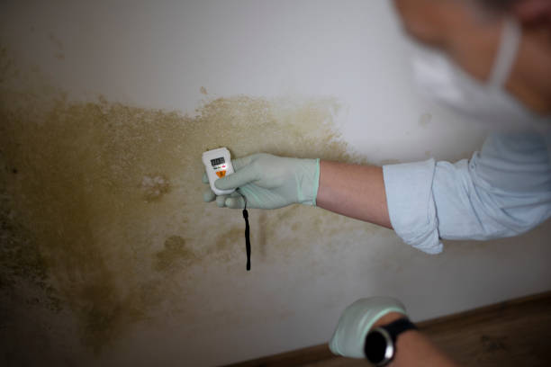 Best Local Mold Removal Service  in Pine Mountain Lake, CA