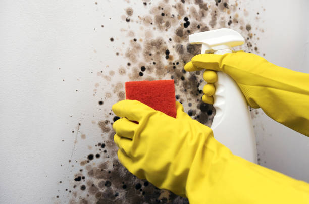 Mold Removal and Inspection in Pine Mountain Lake, CA