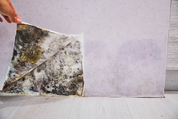 Best Mold Removal Company Near Me  in Pine Mountain Lake, CA